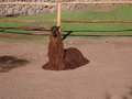 vignette Ferme de lamas, Alpaga, vigognes d'Awana Kancha
