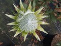 vignette Protea Cynaroides 'White Crown'