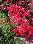 vignette Acer palmatum 'Red Pygmy'