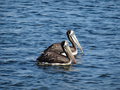 vignette Pelecanus thagus - Plican thage