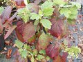 vignette Hydrangea quercifolia 