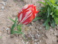 vignette Tulipa
