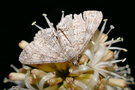 vignette Papillon (Cleora sp.)