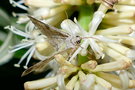 vignette Papillon (Cleora sp.)