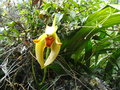 vignette Ida gigantea - Orchide au Machu Picchu