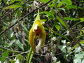 vignette Ida gigantea - Orchide au Machu Picchu