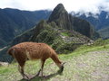 vignette Lama glama au Machu Picchu