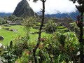 vignette Machu Picchu - Le petit jardin botanique