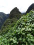 vignette Cucurbitace au Machu Picchu
