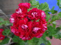 vignette Pelargonium - Geranium zonal double