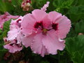 vignette Pelargonium grandiflorum