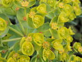 vignette Euphorbia myrsinites