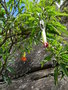 vignette Brugmansia sanguinea au Machu Picchu