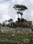 vignette Machu Picchu - Le petit jardin botanique
