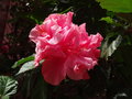 vignette Hibiscus rosa - sinensis