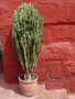 vignette Euphorbia - Euphorbe