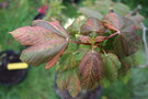 vignette Acer pseudoplatanus f. variegatum 'Nizetii'