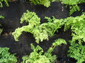 vignette Pilea microphylla = Pilea muscosa - Pila  petites feuilles