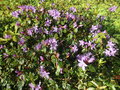 vignette Rhododendron 'penheale blue'