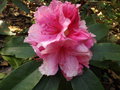 vignette Rhododendron 'Pink pearl'