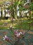 vignette Magnolia liliflora 'Susan'