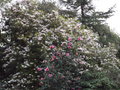 vignette Camellia 'Brigadoon' et Magnolia soulangeana