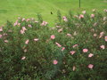 vignette Cistus purpureus