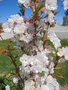vignette Prunus serrulata 'Amanogawa'