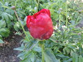 vignette P h 'Red Red Rose'