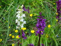 vignette Orchis mascula -Orchis mle, satyrion mle