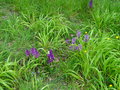 vignette Orchis mascula - Orchis mle, satyrion mle