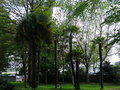 vignette Trachycarpus fortunei  - Palmier de chine