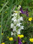 vignette Orchis mascula var. alba - Orchis mle, satyrion mle blanche