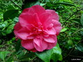 vignette Camélia ' DRAMA GIRL ' camellia japonica