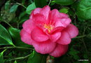 vignette Camélia ' DRAMA GIRL ' camellia japonica
