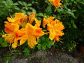 vignette Rhododendron Annabella trs parfum au 07 05 16