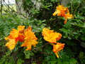 vignette Rhododendron Annabella trs parfum au 06 05 16
