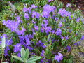 vignette Rhododendron Augustinii Blaney's blue autre vue au 10 05 16