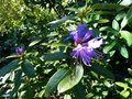 vignette Rhododendron augustinii Hillier's dark form au 19 04 16