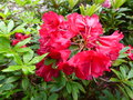 vignette Rhododendron Blitz au 14 05 16