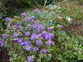 vignette Rhododendron Blue tit au 13 04 16