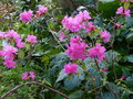 vignette Rhododendron Boskoop Ostara au 11 03 16