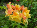 vignette Rhododendron Boutidouble aux fleurs doubles parfumes au 13 05 16