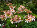 vignette Rhododendron Delicatissimum magnifiquement parfum au 14 05 16