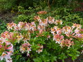 vignette Rhododendron Delicatissimum magnifiquement parfum autre vue au 14 05 16