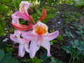 vignette Rhododendron Delicatissimum magnifiquement parfum gros plan au 05 05 16