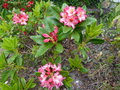 vignette Rhododendron Fire Rim au 13 05 16