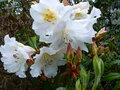 vignette Rhododendron fragantissimum  aux grandes fleurs parfumes gros plan au 22 04 16