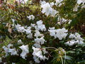 vignette Rhododendron fragantissimum  aux grandes fleurs parfumes autre vue au 07 05 16