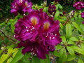 vignette Rhododendron Frank Gallsworthy gros plan au 14 05 16